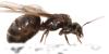 Lasius sp.